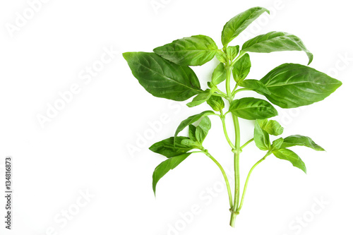 Cuadros en Lienzo Basil leaves on a white background isolated.