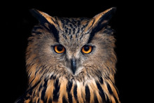 Portrait Of Eagle Owl On Black Background
