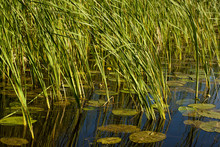Reeds And Water Lily In The Lake