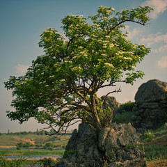 elderberry blossom tree in the rocks