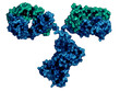 IgG2a monoclonal antibody (immunoglobulin), 3D rendering. Heavy chains blue, light chains green.