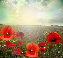 Wall Mural - landscape poppy flowers