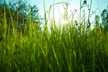 Sticker - Spring  background with grass