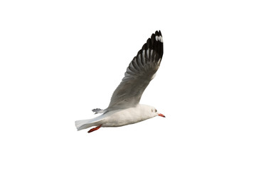 Wall Mural - Seagull flying isolated on white background - clipping paths