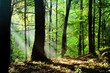 Forest in the Polish Monutains, light after storm. Fot. Konrad Filip Komarnicki / EAST NEWS Krynica - Zdroj 17.07.2015 Promienie swiatla w krynickim lesie.