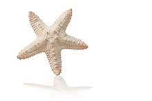Starfish Isolated On White Background With Clipping Path.Starfish Popular Decorations For The Event.