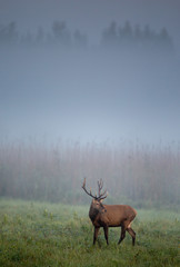 Poster - Red deer on foggy morning