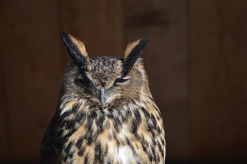 Uhu schaut / Eagle owl looks ( Bubo bubo )
