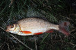 The common rudd Scardinius erythrophthalmus is a bentho-pelagic freshwater fish, widely spread in Europe and middle Asia.