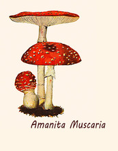 Vintage Illustration Of Amanita Muscaria, Toxic Mushroom With Narcotic And Hallucinogenic Property, Well Recognizable From The Beautiful Red Cap With White Spots.