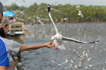 Wall Mural - feeding seagull