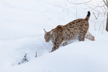 Lynx