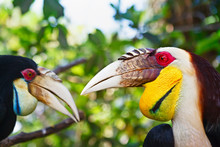 Portrait Of Southeast Asian Bar-pouched Wreathed Hornbills Against Jungle. Side View Of Wild Wreathed Hornbill Heads On Green Background. Wildlife And Rainforest Exotic Tropical Birds.