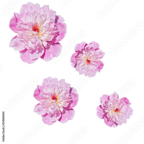 repeatable seamless  pattern pale pink  peonies
