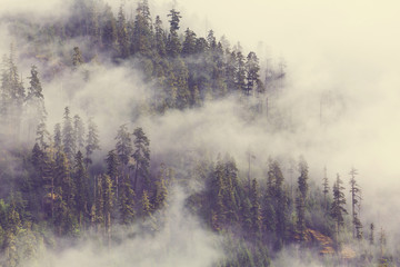 Wall Mural - Fog in the forest