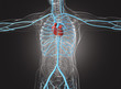 © Aldeca Productions - Cuore in corpo umano con arterie e vene