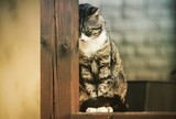 Fototapeta  - Zmartwiony kot, opiera się o drewnianą belkę.