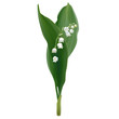 Convallaria majalis - Lilly of the valley.
Hand drawn vector illustration of white spring flowers and lush foliage on white background.
