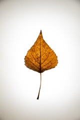 Dry Aspen Leaf on light background