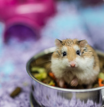 Hamster Chewing Free Stock Photo - Public Domain Pictures