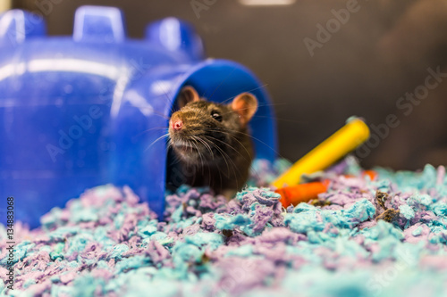 Fotografie, Obraz Closeup of dark brown rat coming out of house in cage