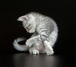 Cute Egyptian Mau Little Kitten