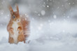 Adorable red squirrel in winter snow