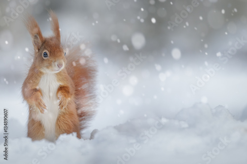 Fotomural Adorable red squirrel in winter snow