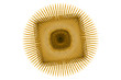 © Alexey Lesik - Fractal art background for creative design. Abstract fractal. De