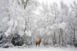 © veneratio - Beautiful red deer stag in snow covered festive season Winter fo