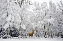 Beautiful Red Deer Stag In Snow Covered Festive Season Winter Fo