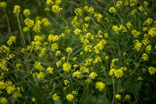 Close -up Of Yellow Wild Flowers