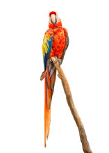 Scarlet Macaw Isolated On White