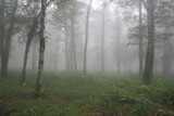 foggy forest