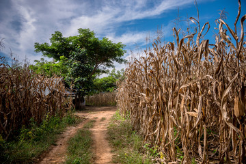 corn field