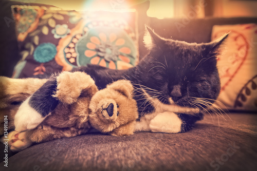 cat sleeping with teddy bear