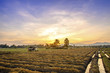 Cultivated land in a rural landscape at sunset