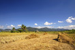 Stubble of rice after harvest with mountains background