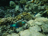 Fototapeta Do akwarium - Underwater world of the Red sea