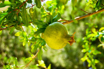 green pomegranate on branch