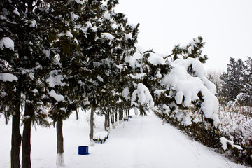 Wall Mural - Winter in the woods