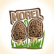 Vector logo Morel Mushrooms: 2 wild mushrooms on ground forest glade, cartoon still life with lettering morel on sprout grass, outdoors nature label with inscription for organic edible fungi morchella
