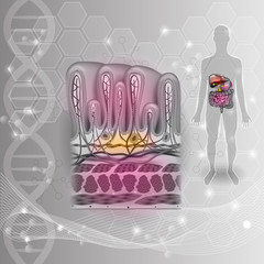 Wall Mural - Stomach wall layers detailed anatomy, beautiful colorful drawing on a scientific DNA background