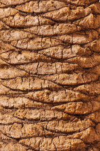 Palm Bark Texture