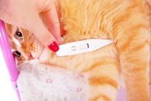 Red Cat Lying With A Thermometer. The Concept Of Veterinary And Animal Health.