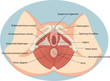 Vector illustration of Female reproductive muscles anatomy