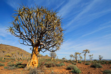 Desert Landscape With With Quiver Trees (Aloe Dichotoma), Northern Cape, South Africa .