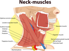 Vector Illustration Of  Neck Muscles Anatomy