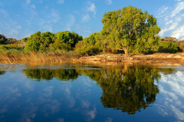 Poster - Trees and clouds reflected in the water of the Zambezi river, Namibia.