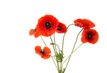A Bouquet Of Red Poppies Isolated